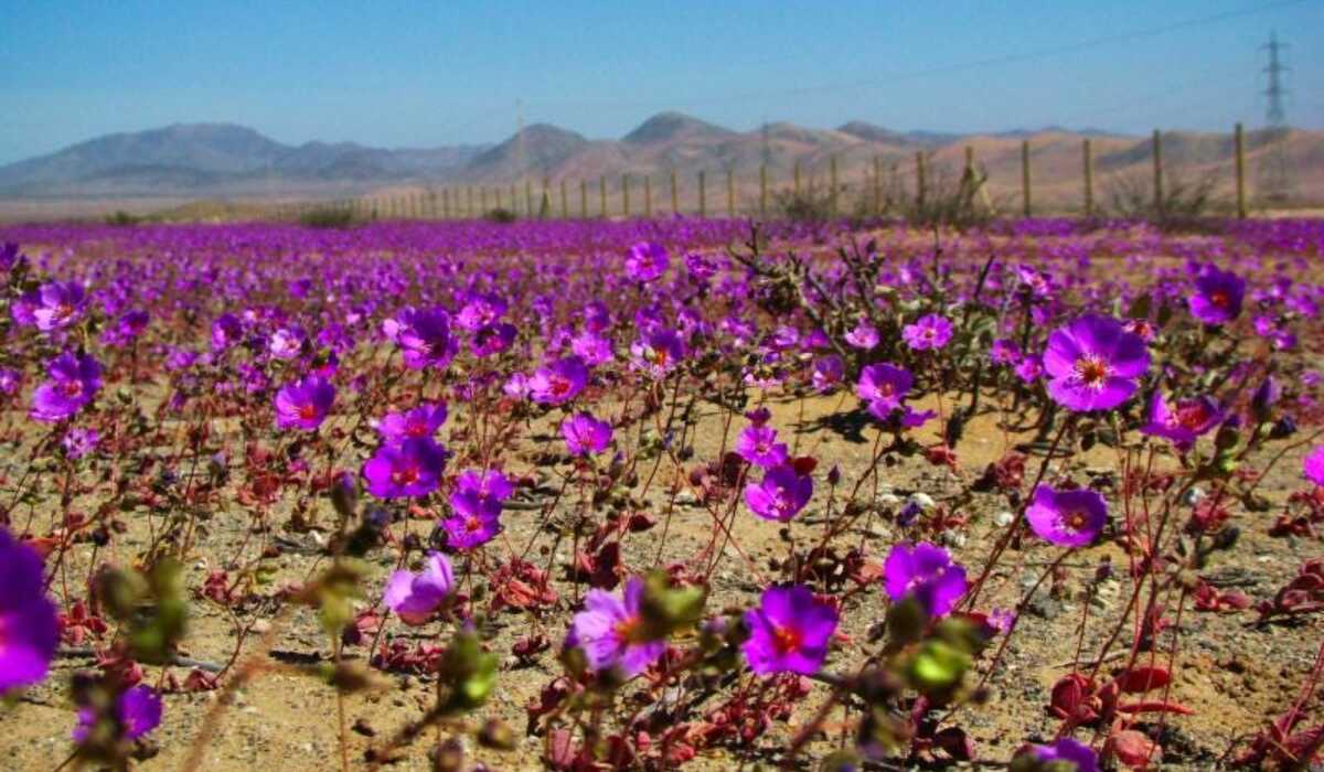 Rare Floral Bloom Erupts in Chile’s Atacama Desert Following Unusual Rains