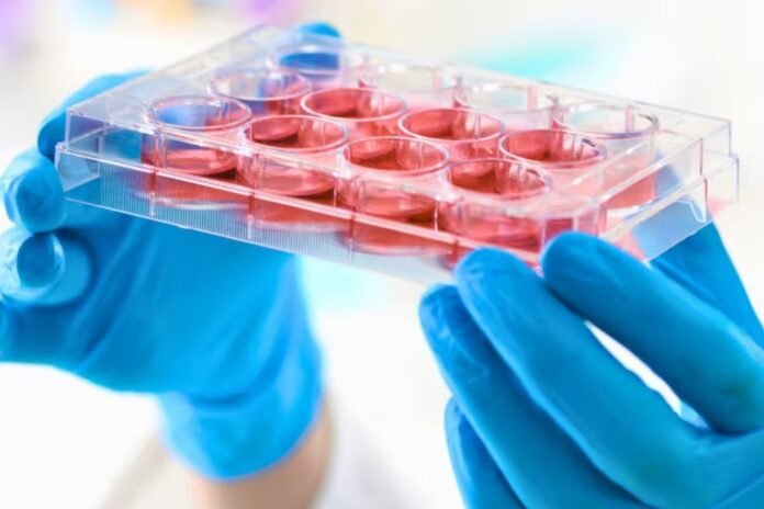 Scientists Restore Aging Blood Stem Cells in Mice, Offering Hope for Anti-Aging Research