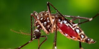 Mosquito-Borne Outbreak in Cuba Claims 33 Lives, Majority Children