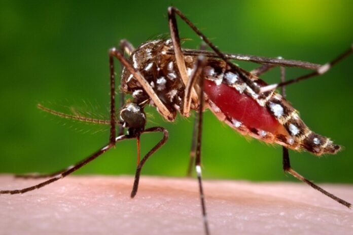 Mosquito-Borne Outbreak in Cuba Claims 33 Lives, Majority Children