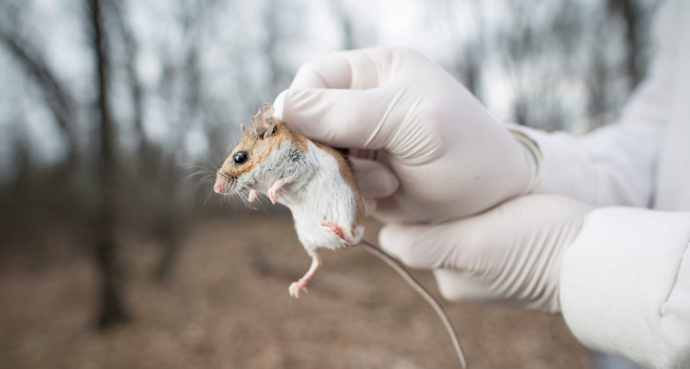 Genetically Engineered Mice Could Break Lyme Disease Cycle on Nantucket, Scientists Propose