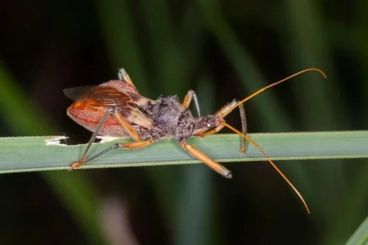 ‘Kissing bug’ disease becoming an endemic in US, CDC report says