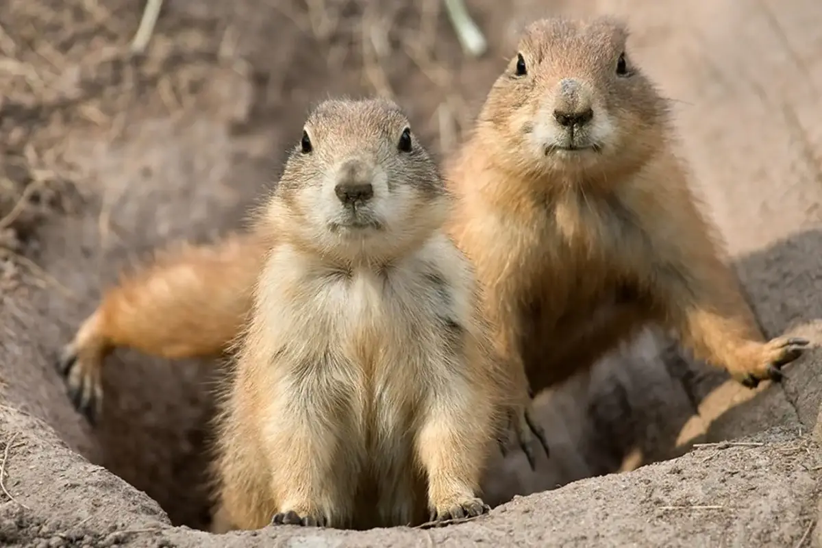 Potential Plague Outbreak Linked to Prairie Dog Die-Off in Southern Colorado