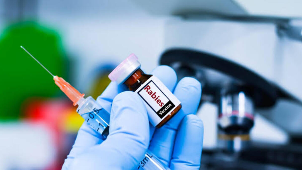 Kent County Health Department Confirms Rabies Case in Bat