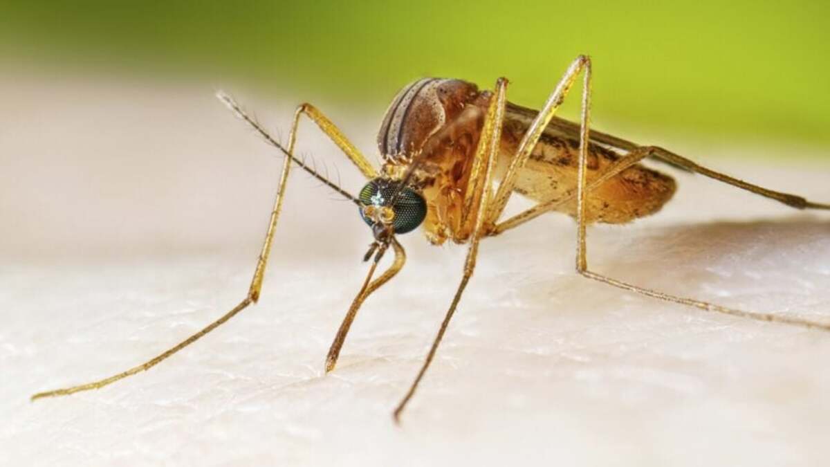 West Nile Virus Surge Raises Public Health Concerns