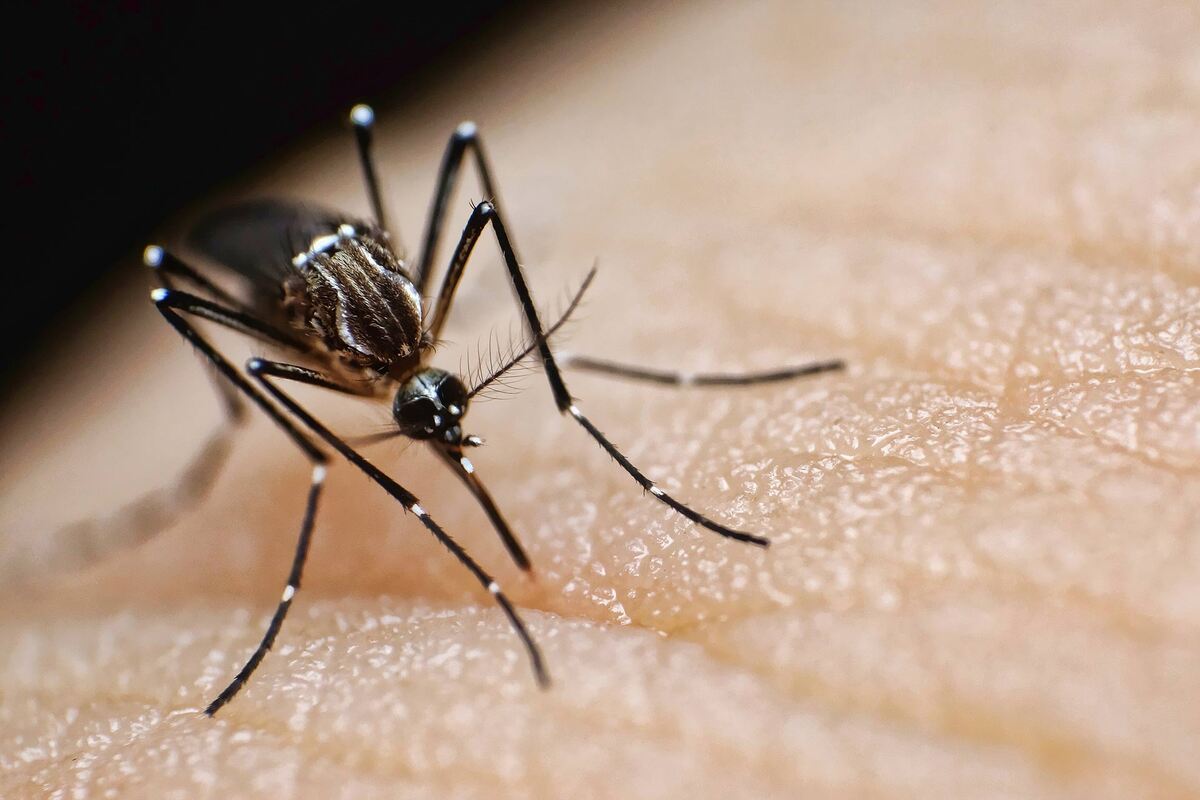Invasive Mosquito Species Expands Its Reach in Northern California, Raising Health Concerns