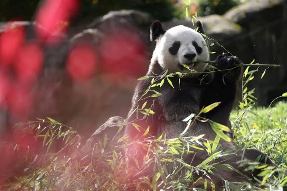 French Zoo Workers Bid Emotional Farewell as Two Pandas Return to China for Retirement