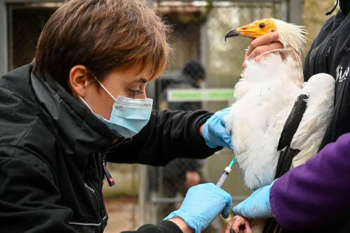 Health Officials Confirm Bird Flu Outbreak in St. Louis County and Several Missouri Communities