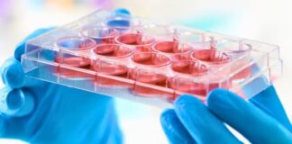 Scientists Restore Aging Blood Stem Cells in Mice, Offering Hope for Anti-Aging Research