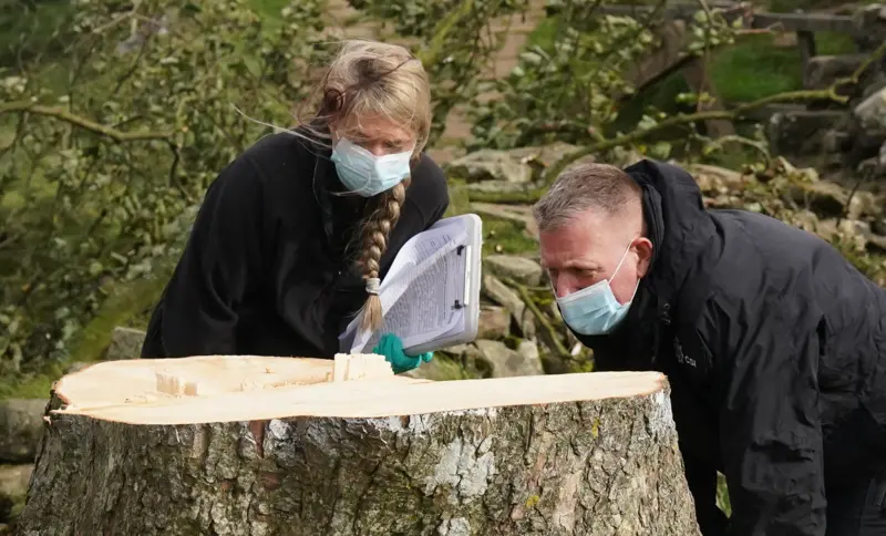 Teen Arrested Over Sycamore Gap Tree Felling Faces No Further Action
